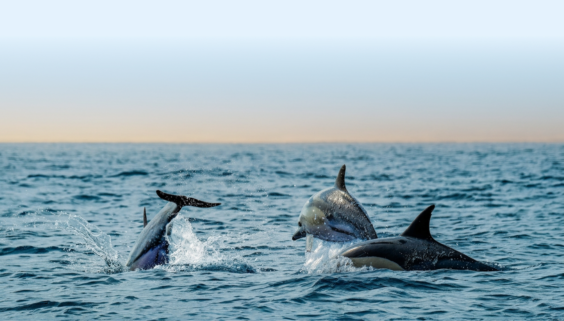 Dolphins leaping off the Alankuda coast