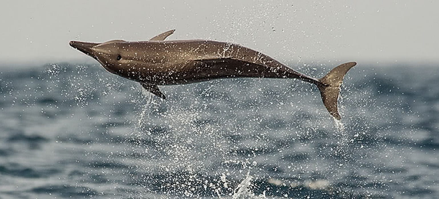 Dolphin & Whale Watching photo 4