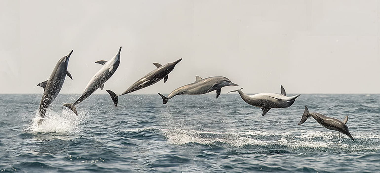 Dolphin & Whale Watching photo 3