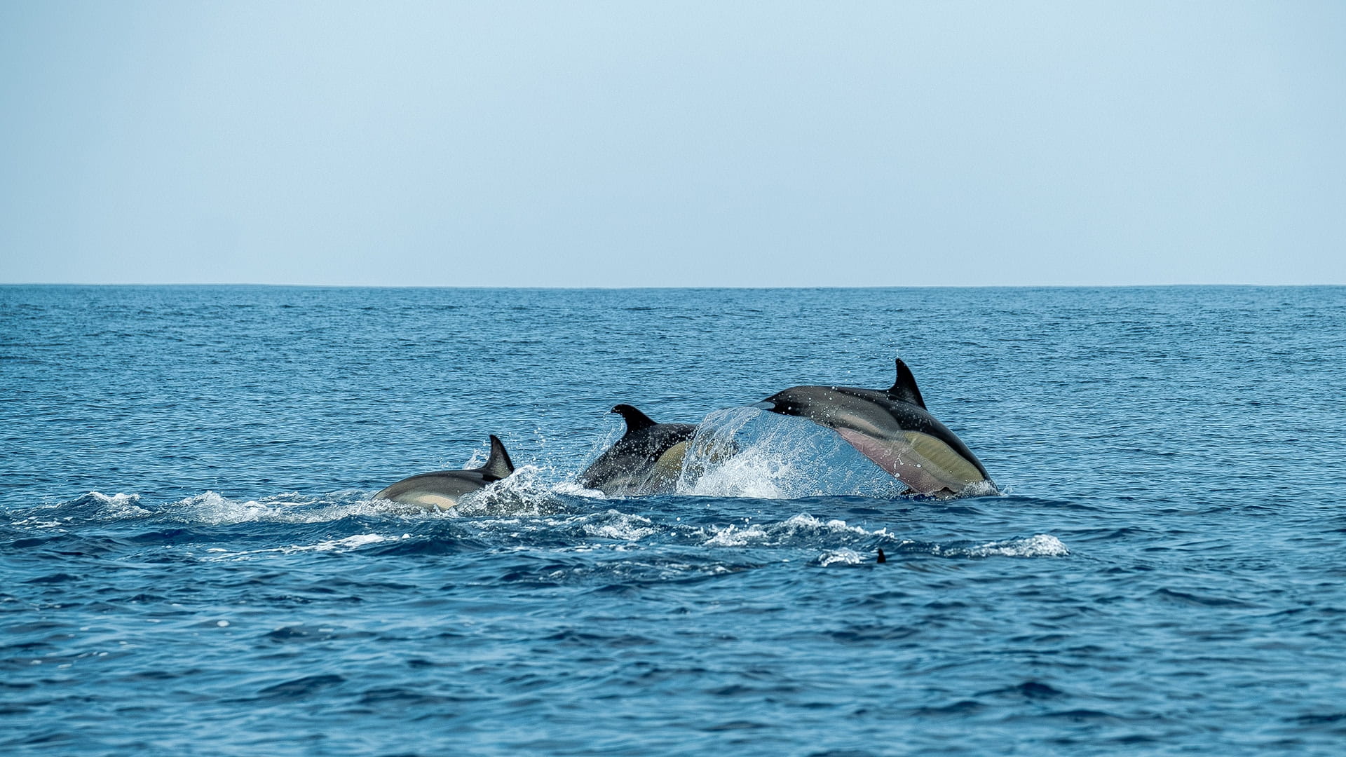 Dolphin & Whale Watching