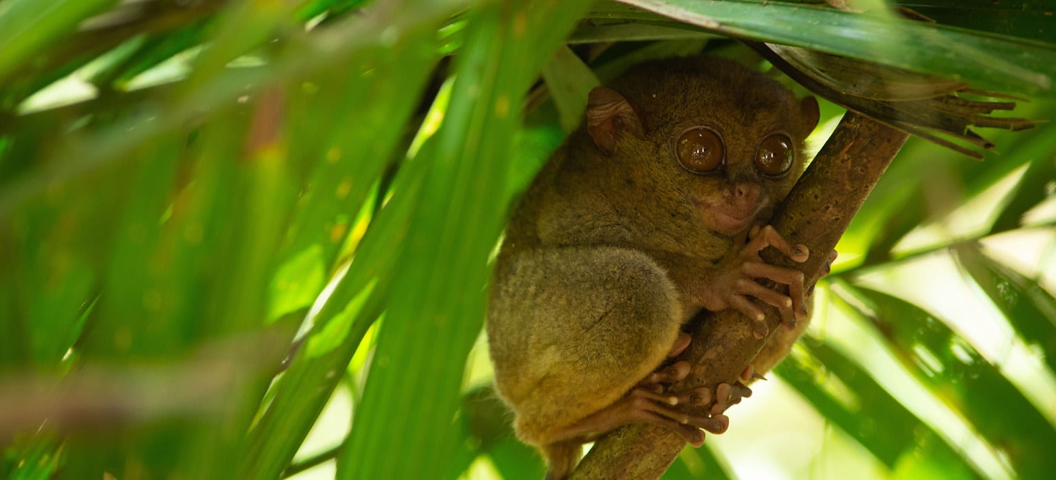 Nature Walk to See the Loris photo 2