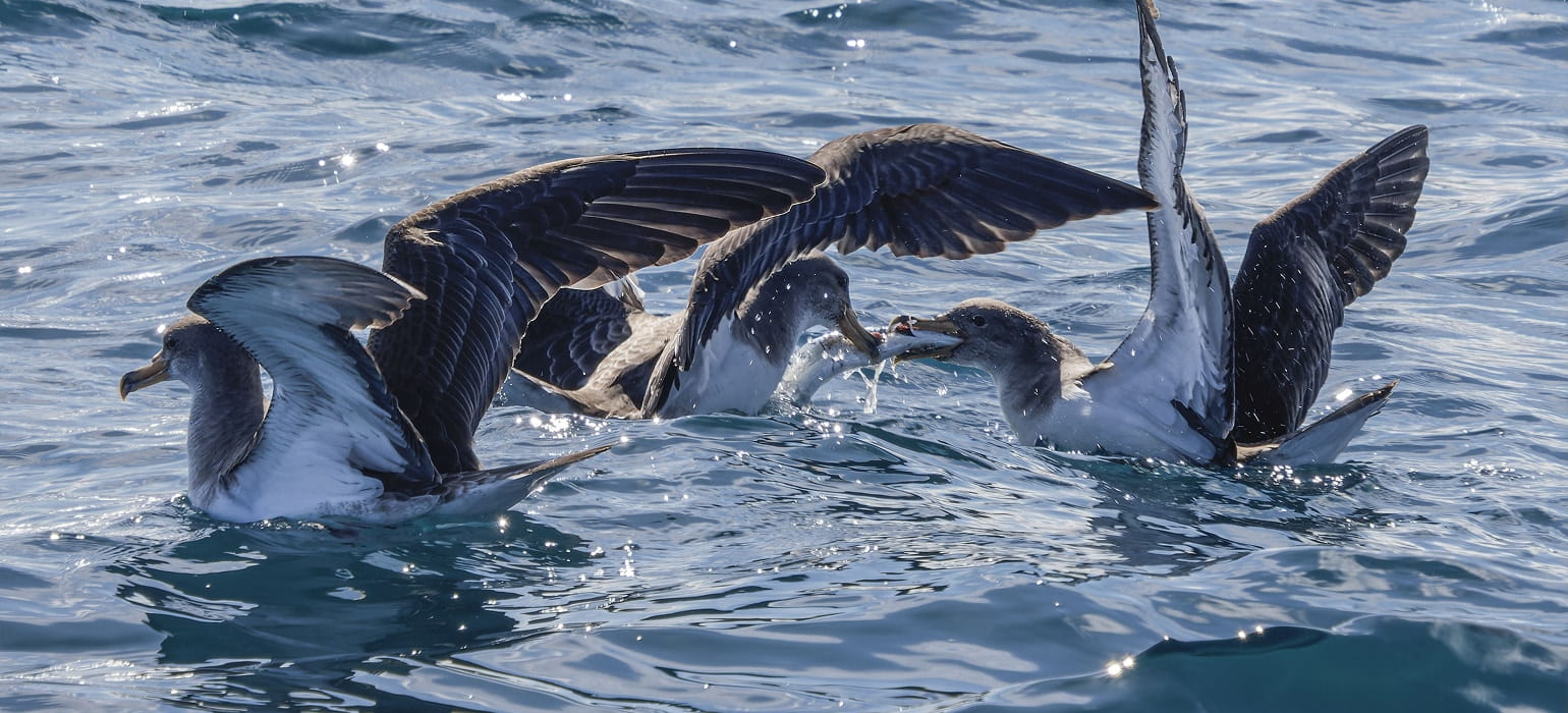 Pelagic Birds photo 1