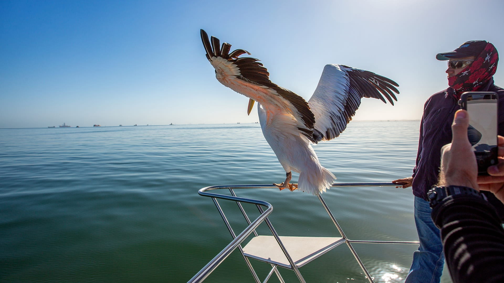 Pelagic Birds
