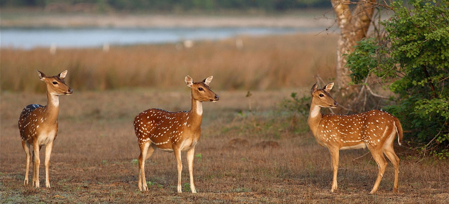 Wilpattu National Park photo 3