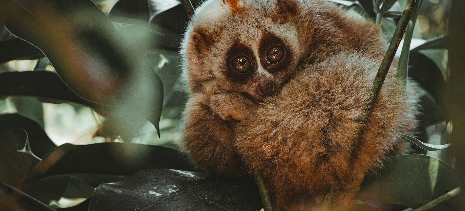 Nature Walk to See the Loris photo 1