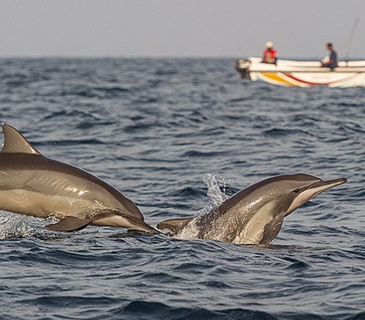 Dolphin Discovery