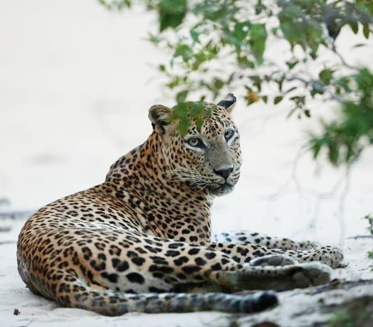 Wilpattu Adventure