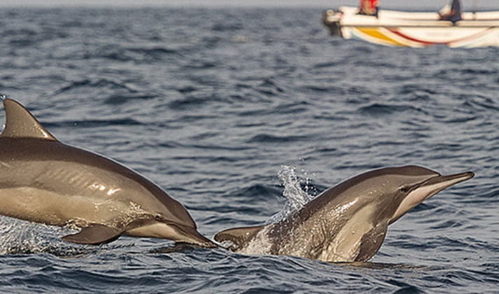 Dolphin Discovery