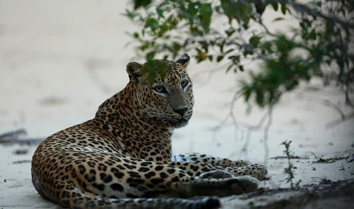 Wilpattu Adventure