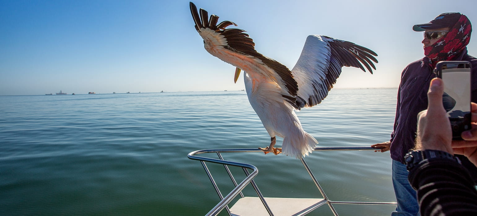 Pelagic Birds photo 2