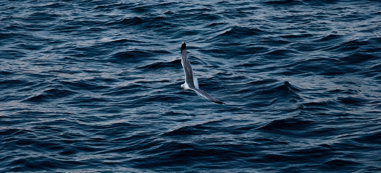 Pelagic Birds photo 3