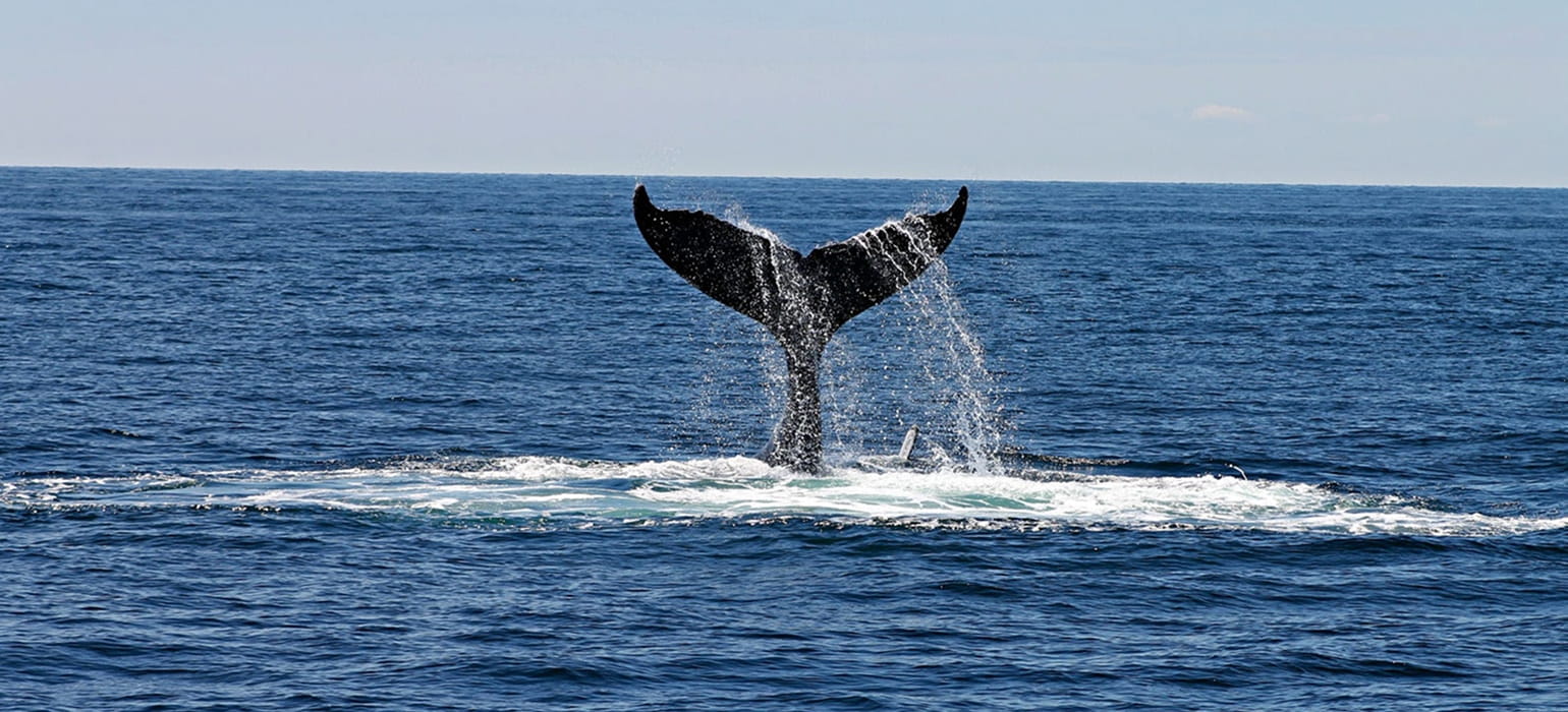 Dolphin & Whale Watching photo 1