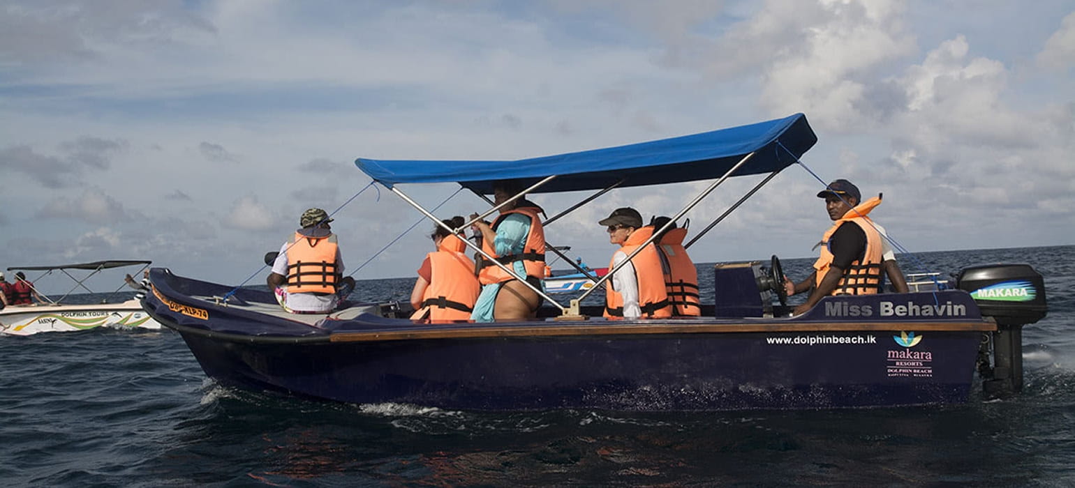 Dolphin & Whale Watching photo 2