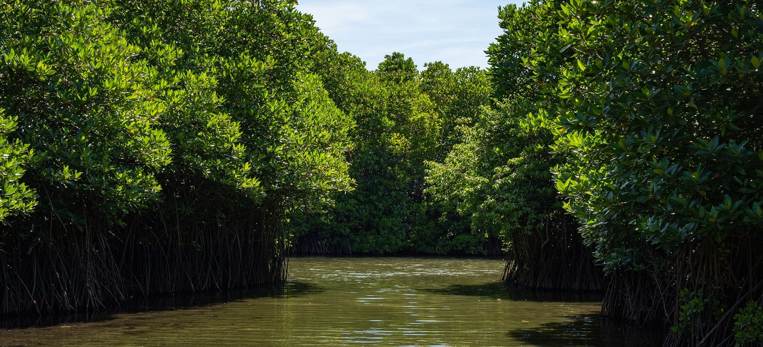 Lagoon & Mangrove Boat Safari photo 1