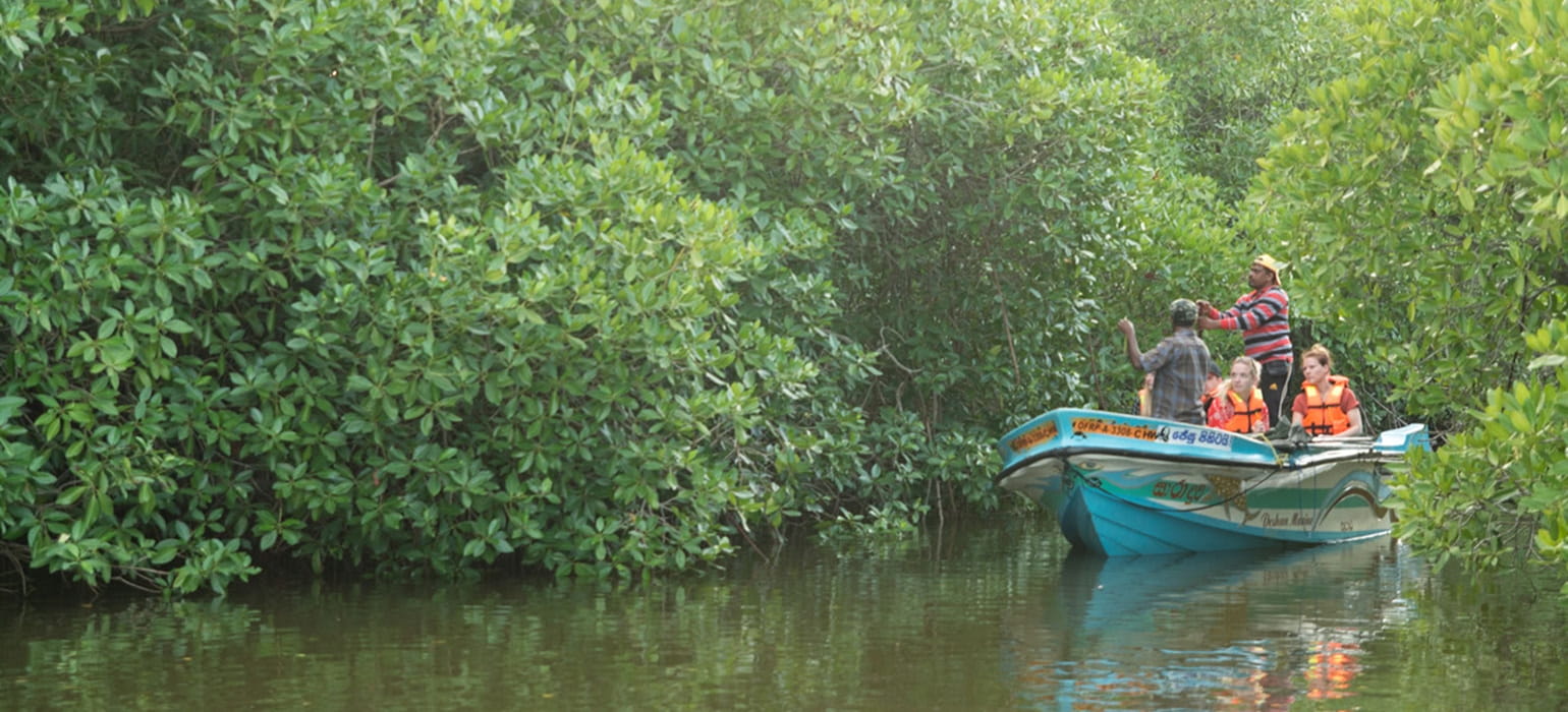 Lagoon & Mangrove Boat Safari photo 2