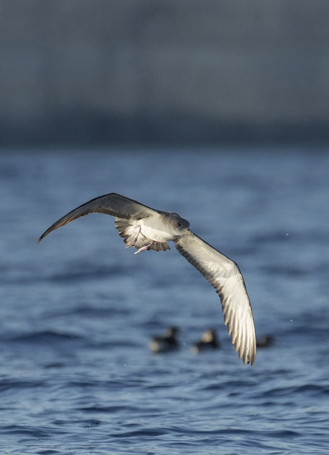 Spotting Seabirds