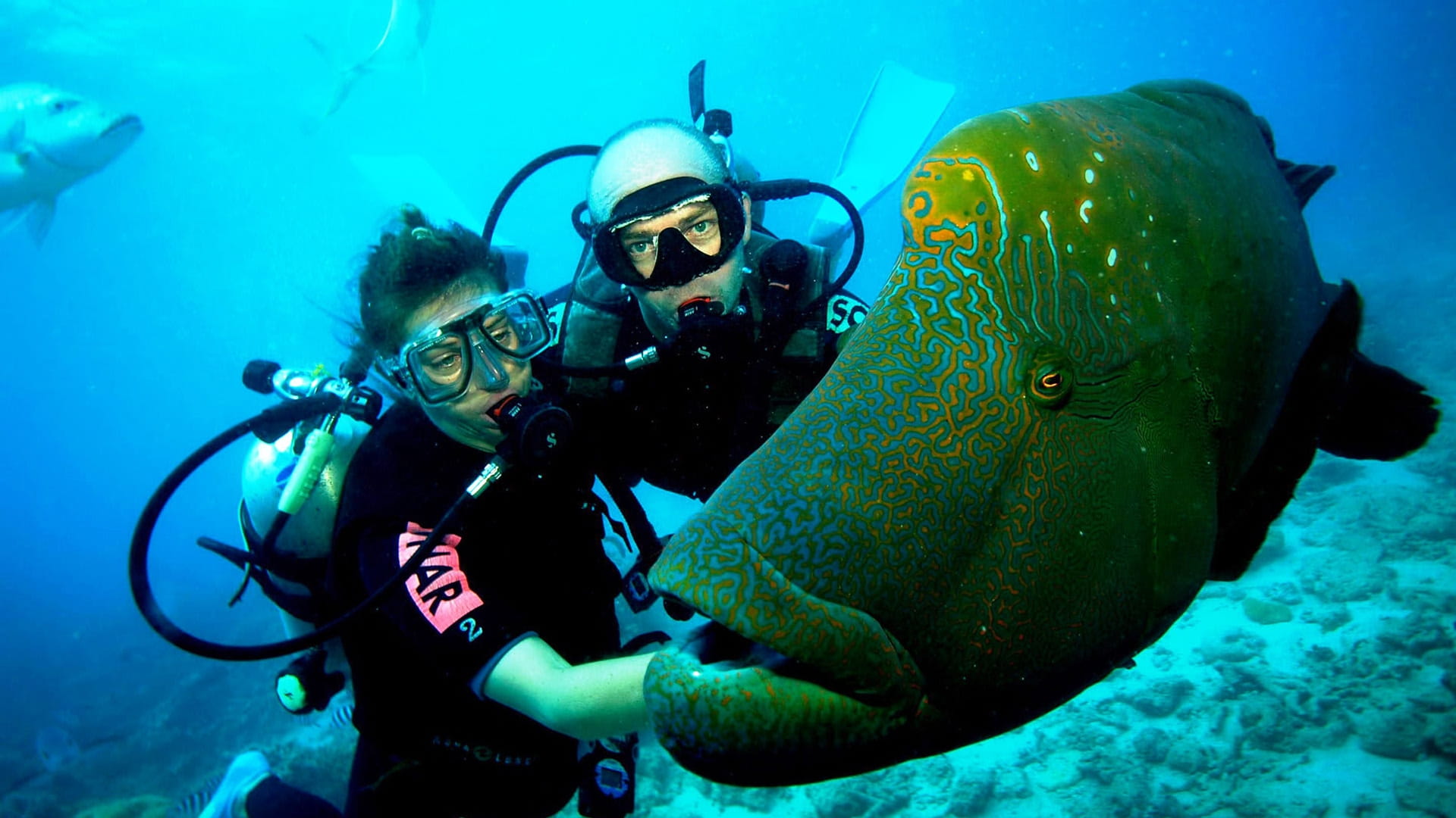 Snorkelling & Scuba Diving