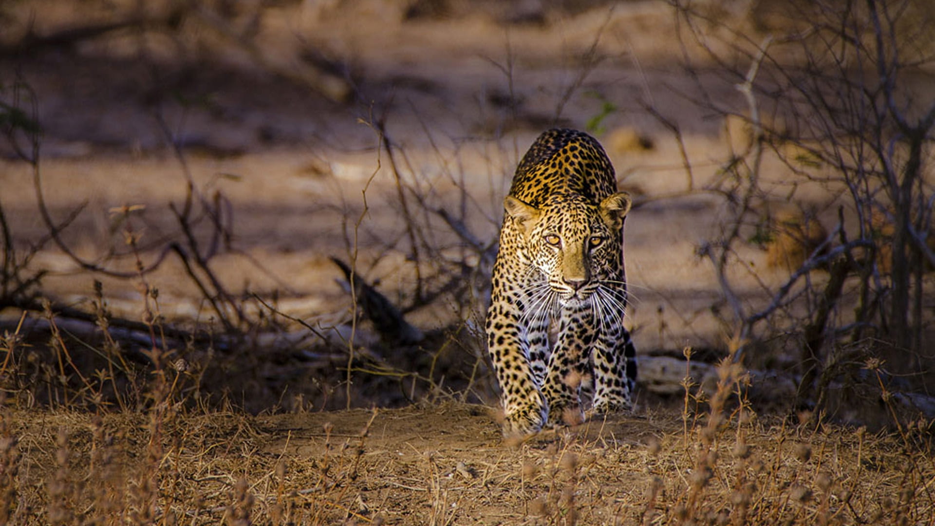 Wilpattu National Park