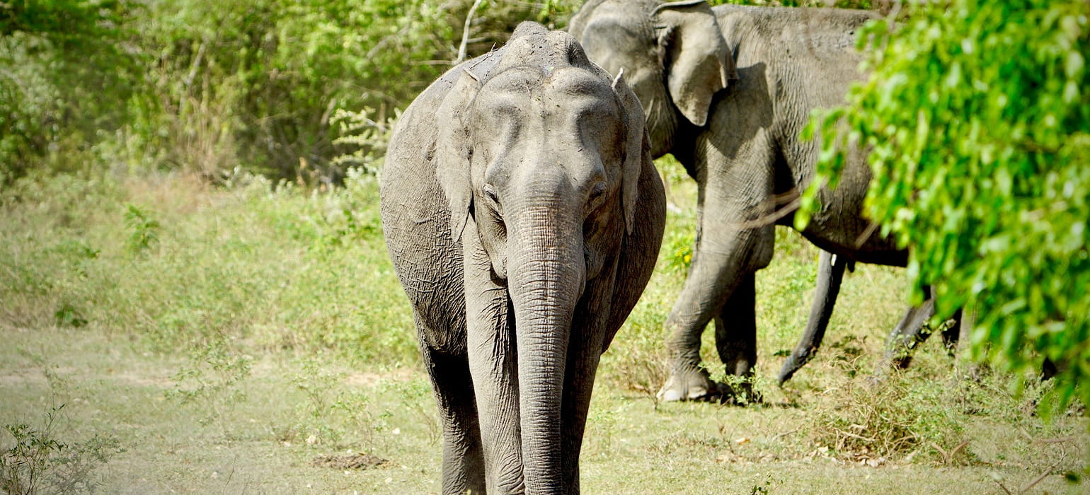 Wilpattu National Park photo 1